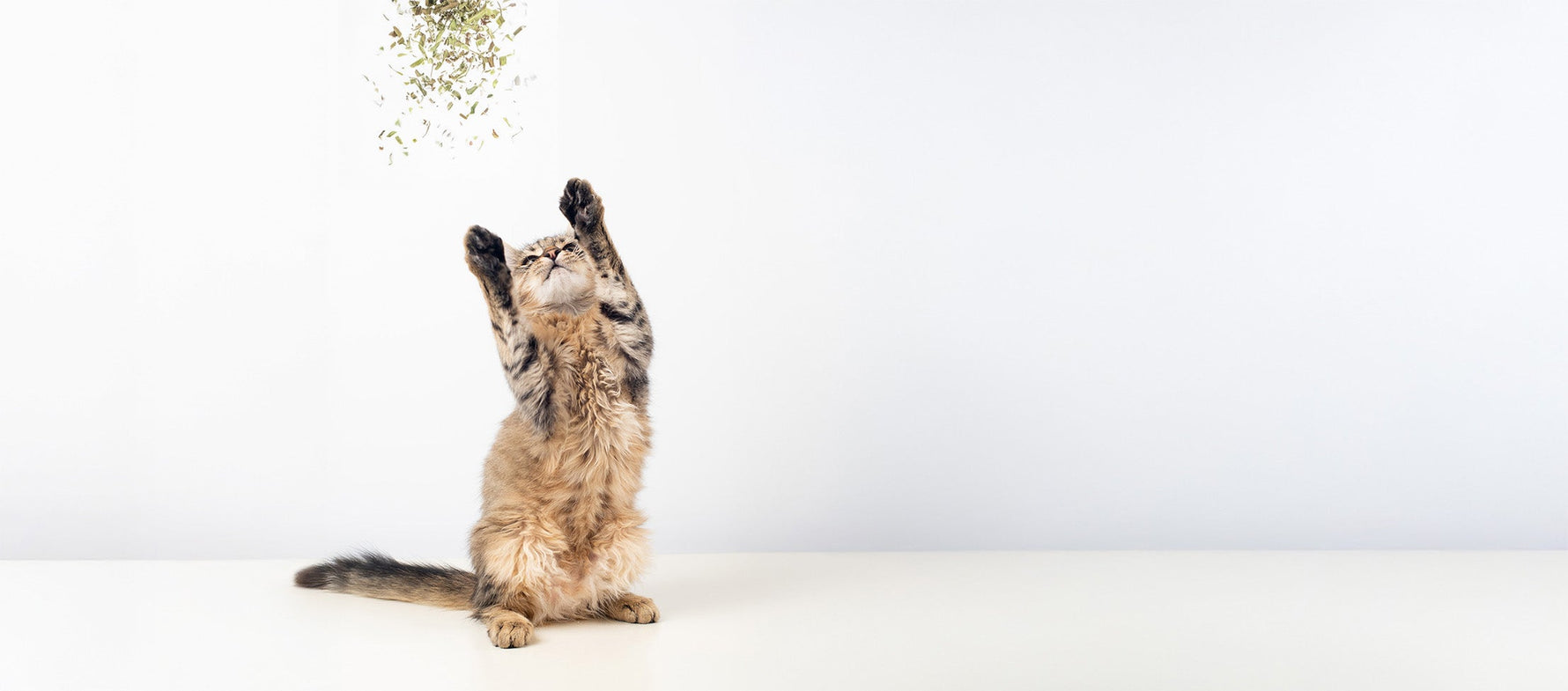 Katzenminze – das grüne Glück für Samtpfoten - Mr. Snippers