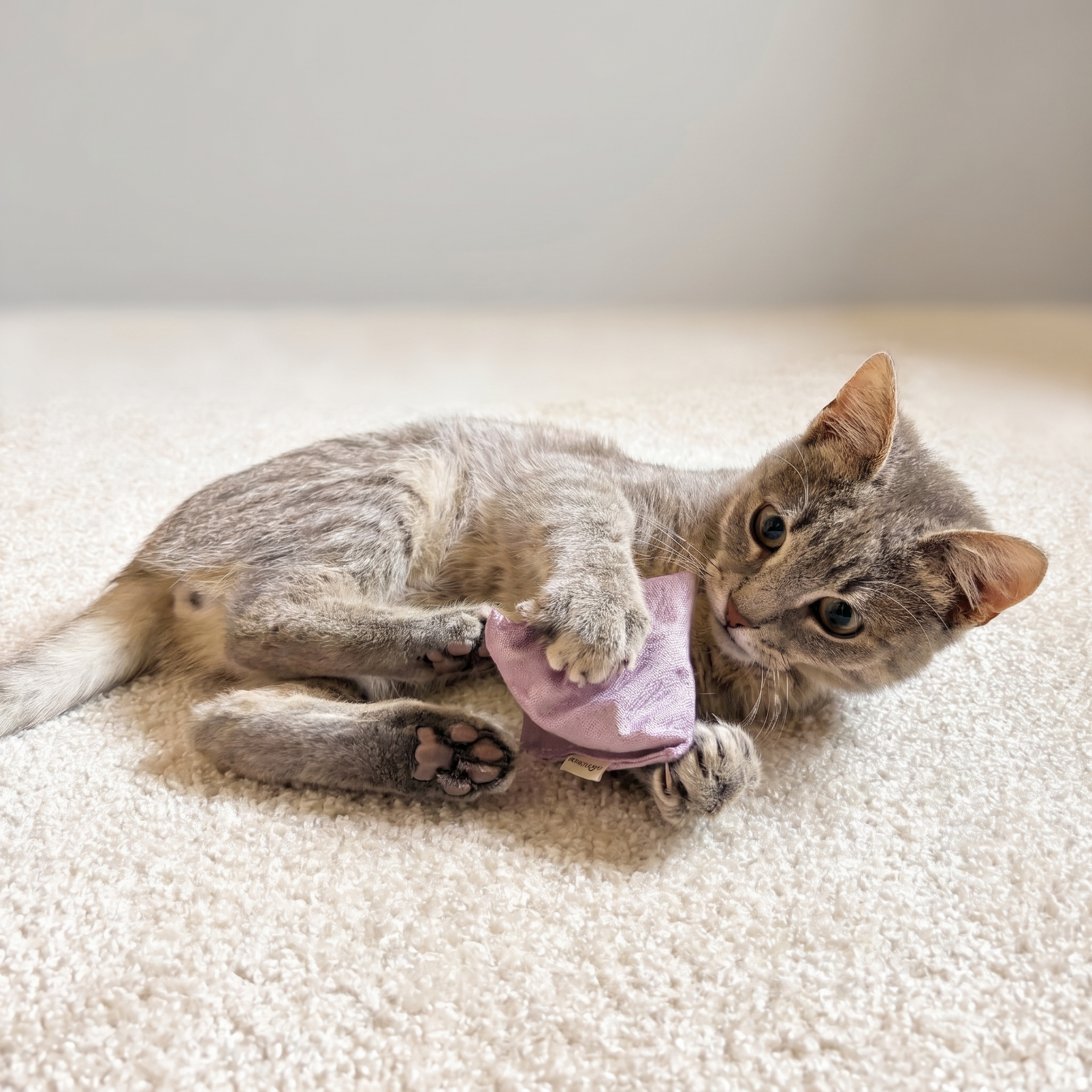 Katzenminze: Wirkung auf Katzen, Dosierung und was du wissen musst