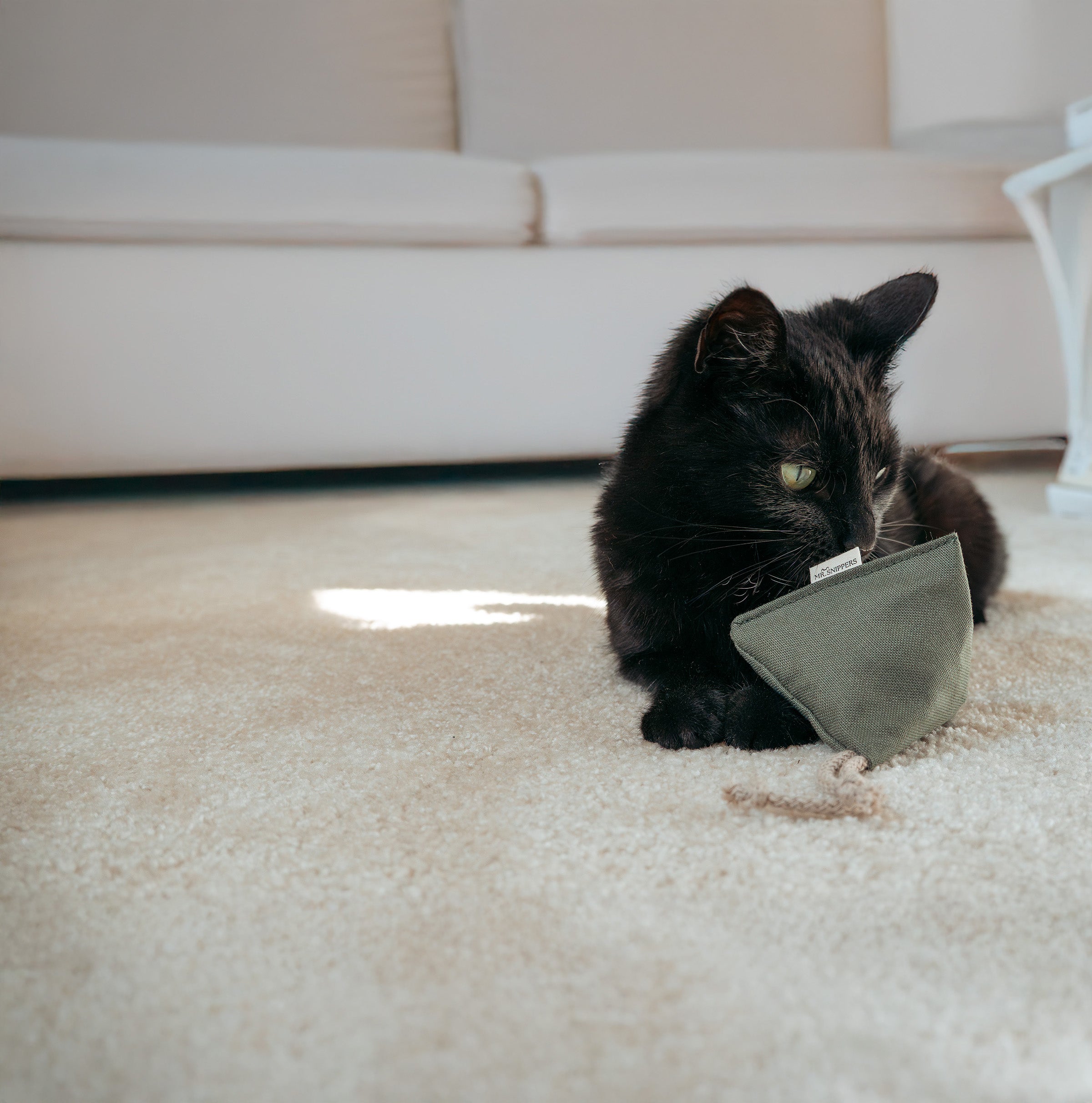 Baldrian für Katzen: Wirkung, Dosierung und Unterschied zu Katzenminze