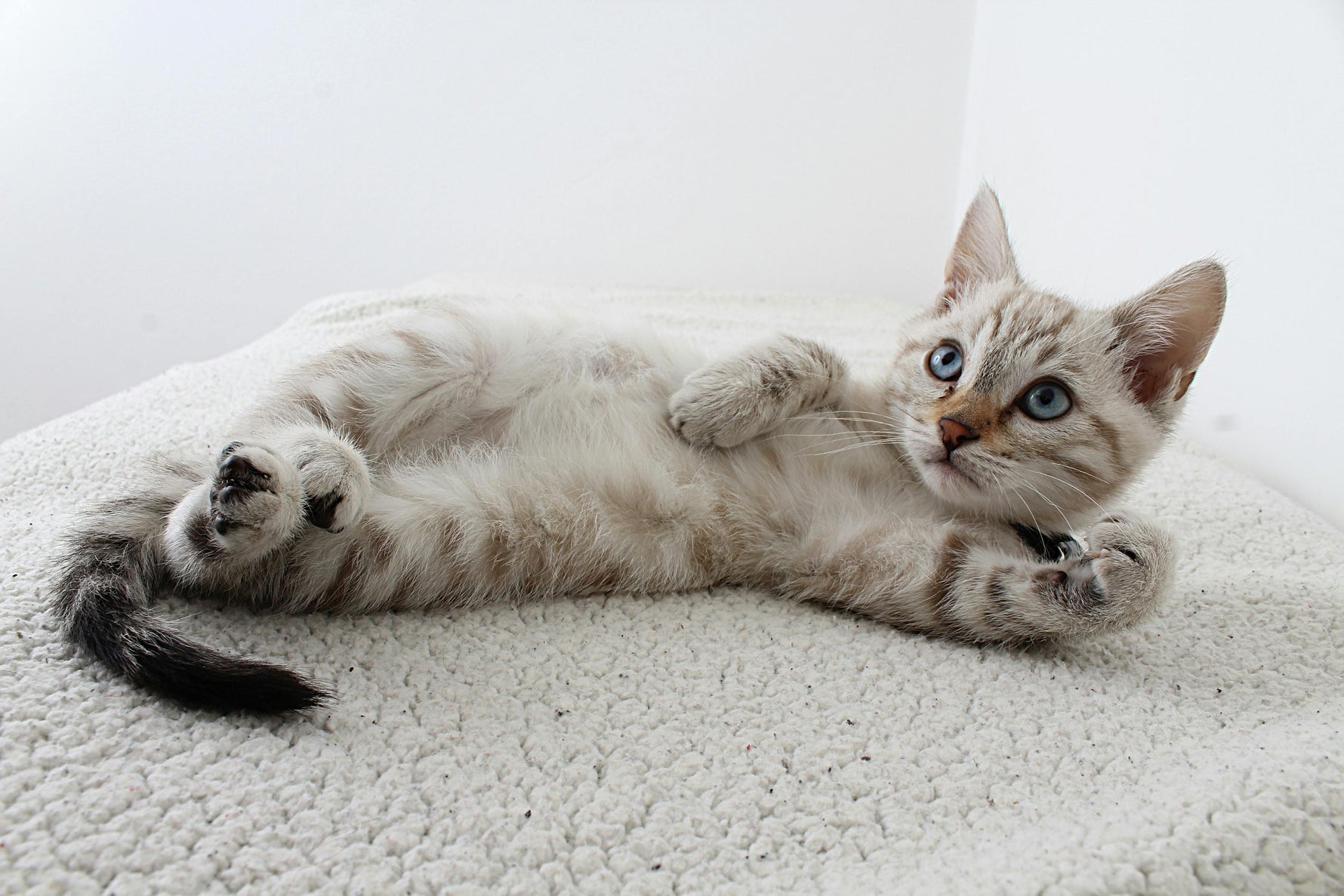 Arthrose bei Katzen – ein stark unterschätztes Thema - Mr. Snippers