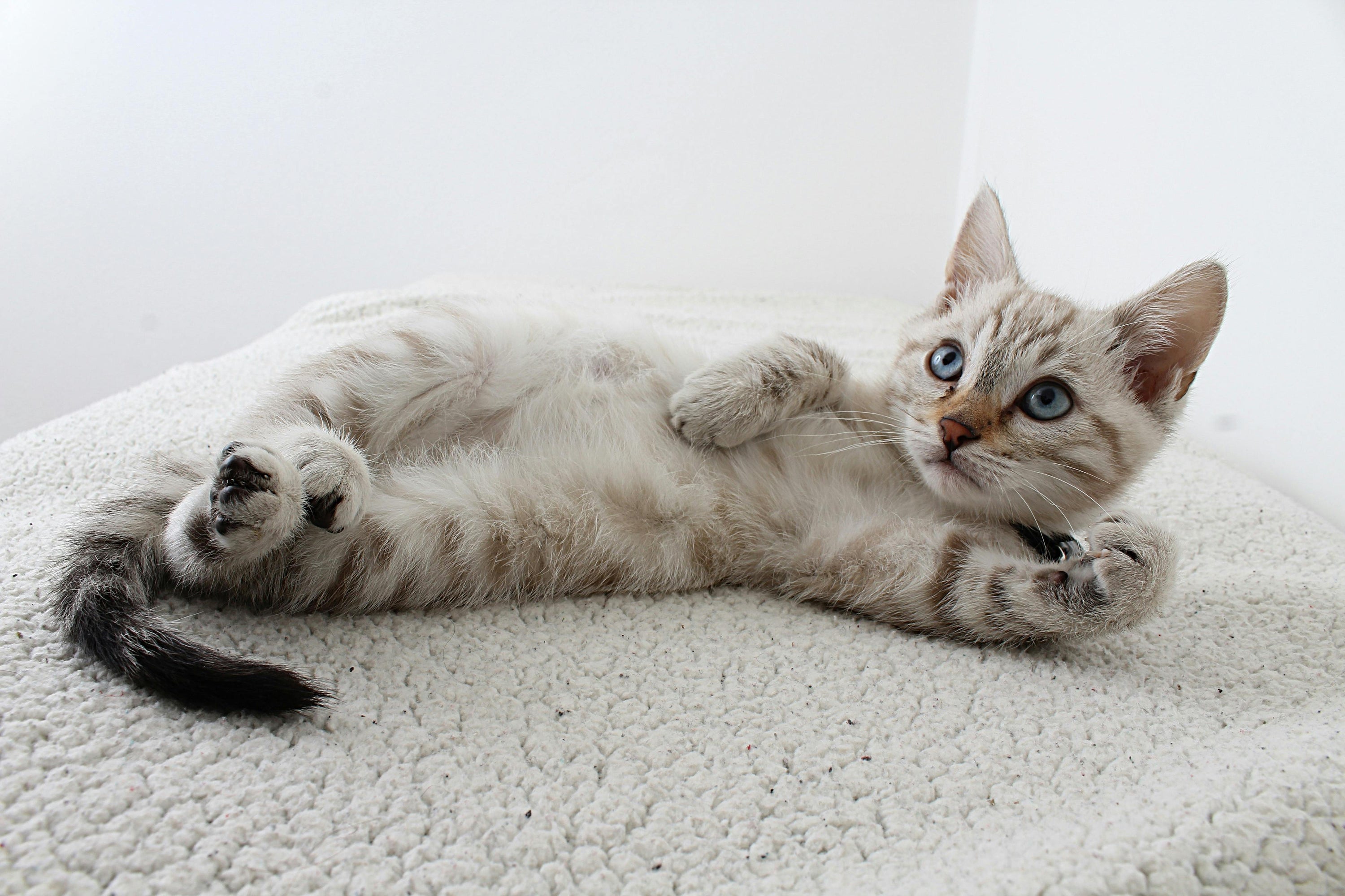 Arthrose bei Katzen – ein stark unterschätztes Thema - Mr. Snippers