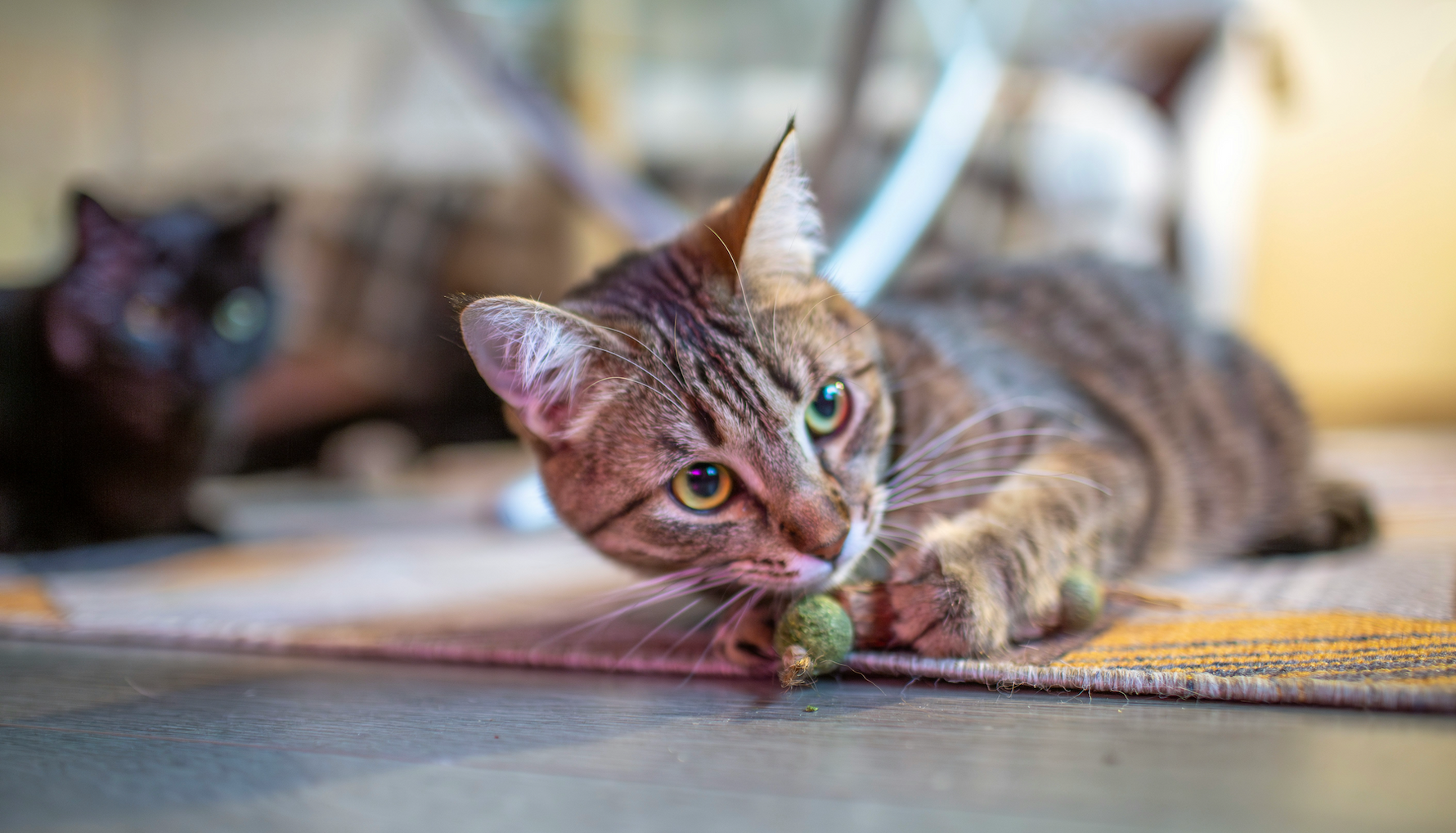 Katzenminze oder Baldrian – was passt zu deiner Katze?