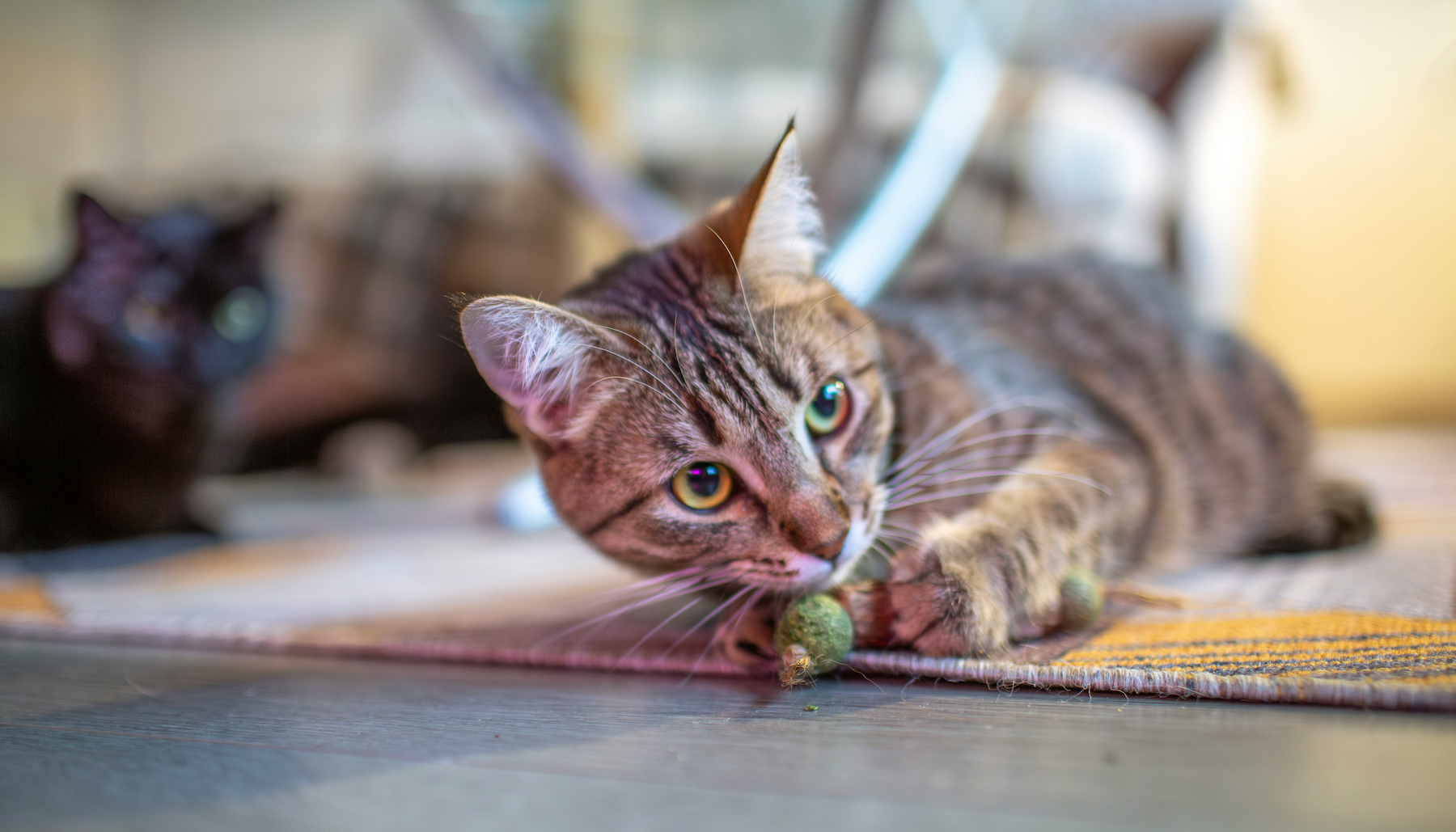 Katzenminze oder Baldrian – was passt zu deiner Katze?