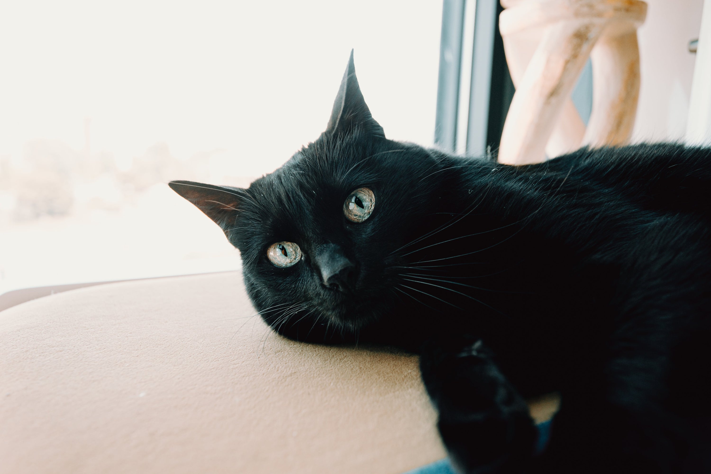 Matatabi für Katzen: Natürlich. Nachhaltig. Glücklich. - Mr. Snippers